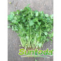 Green fast grow black split  coriander  seed